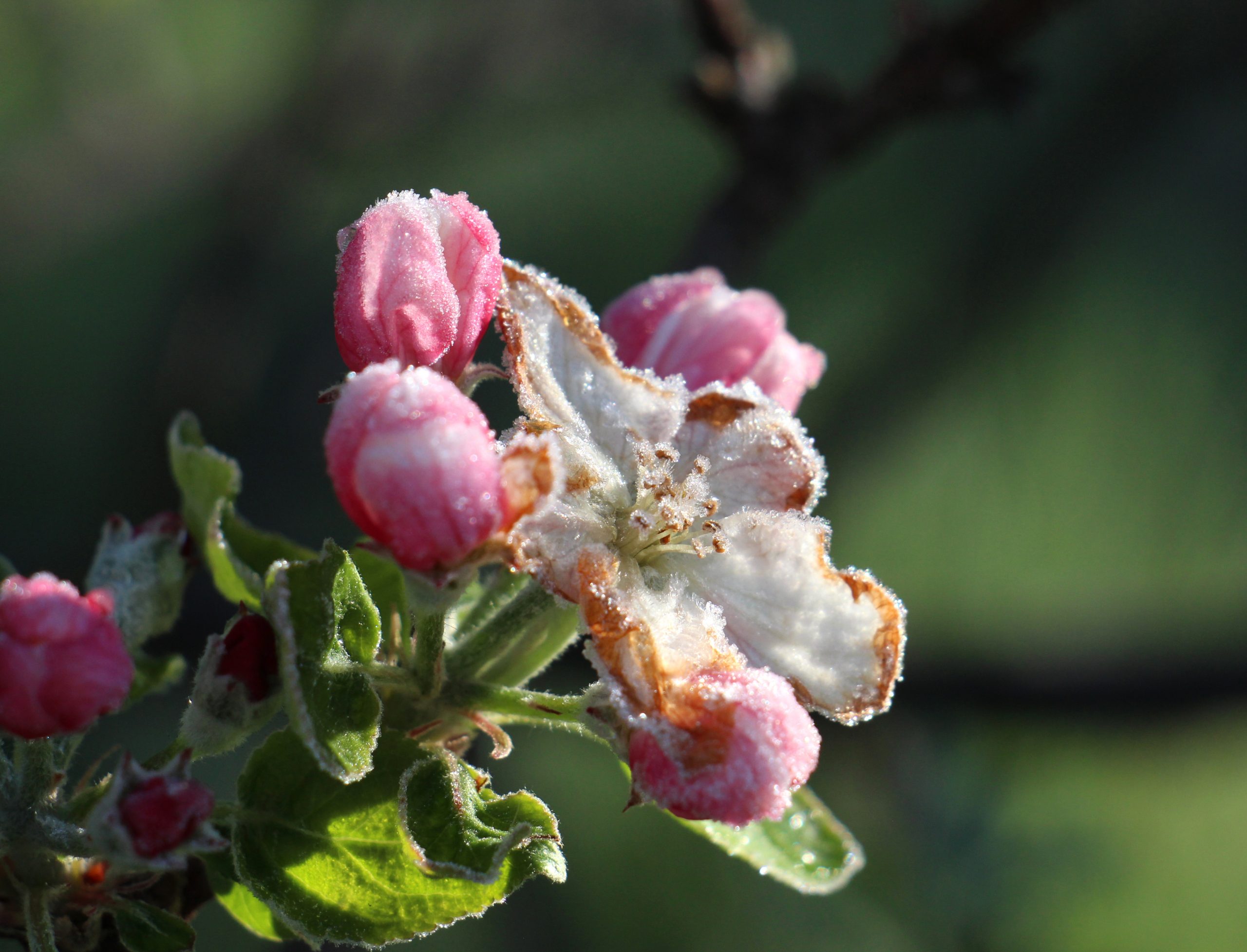 morning frost on an apple blossoms,april 21,2017